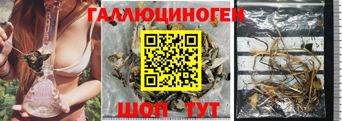 Чита  Галлюциногенные грибы Psilocybine cubensis  Вход с VPN 